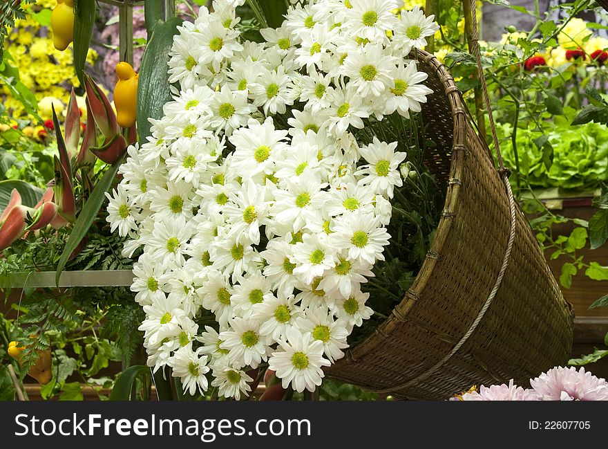 A big basket of white chrysanthemums