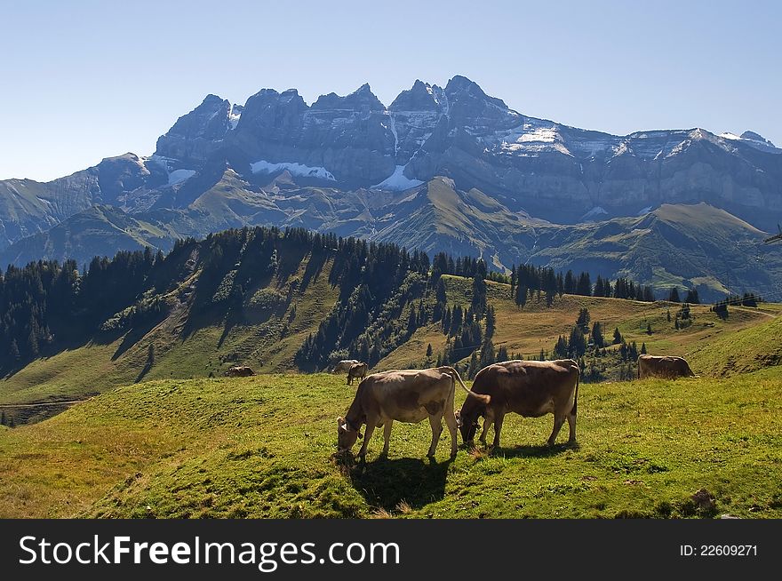 Herd of cows in the background of the Swiss Alps. Herd of cows in the background of the Swiss Alps