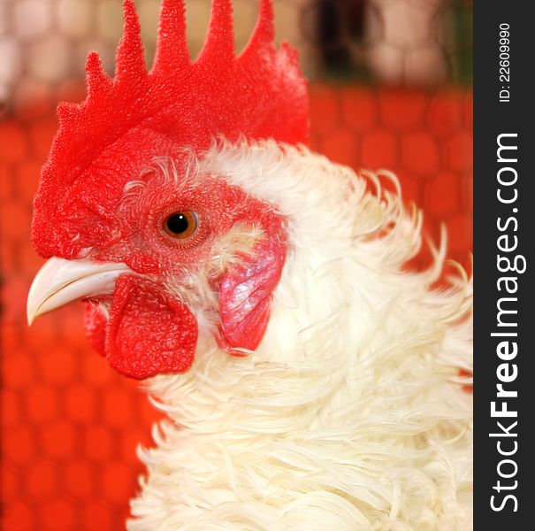 Close-up of a white roosters head