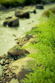 Fern Leaves And Stream With Nature Light Royalty Free Stock Image Fern Leaves And Stream With Nature Light Royalty Free Stock Image