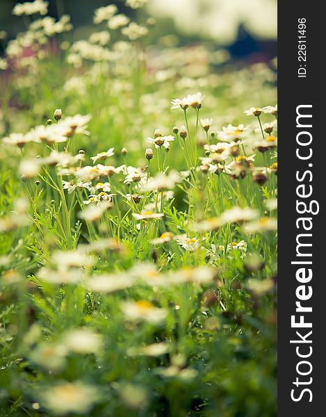 Daisies white flower unfocus with nature light