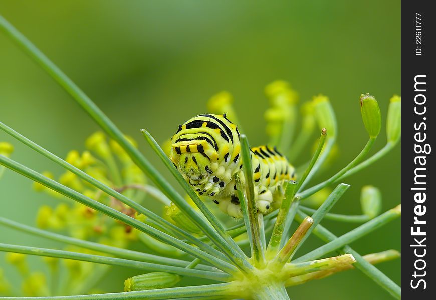 Caterpillar of Old World Swallowtail on a Dill.