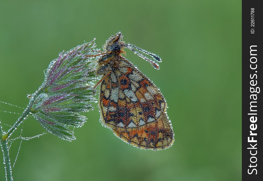Dewy Silver-bordered fritillary in the early morning. Dewy Silver-bordered fritillary in the early morning.