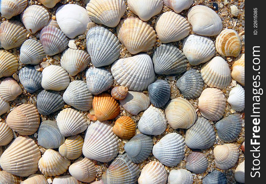 Seashells seashore beach vacation summer. Seashells seashore beach vacation summer