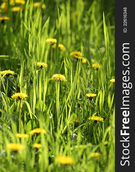 Yellow dandelions on background of green grass. Yellow dandelions on background of green grass