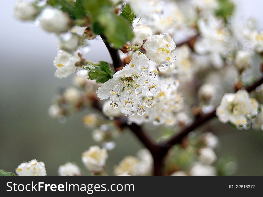 Flowering tree with drops of dew, close-up