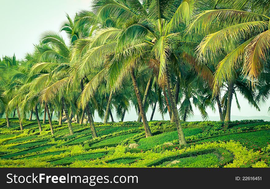 Too many Coconut in garden with nature light