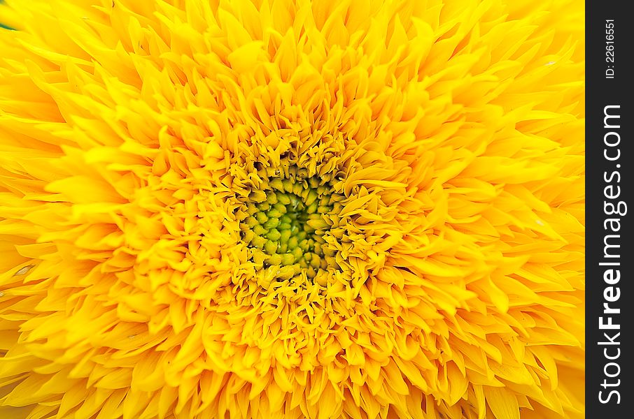 Yellow Sunflower petals closeup  in the field