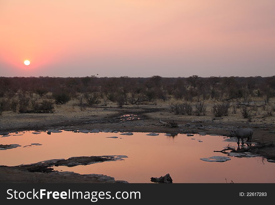 Rhino At The Waterhole