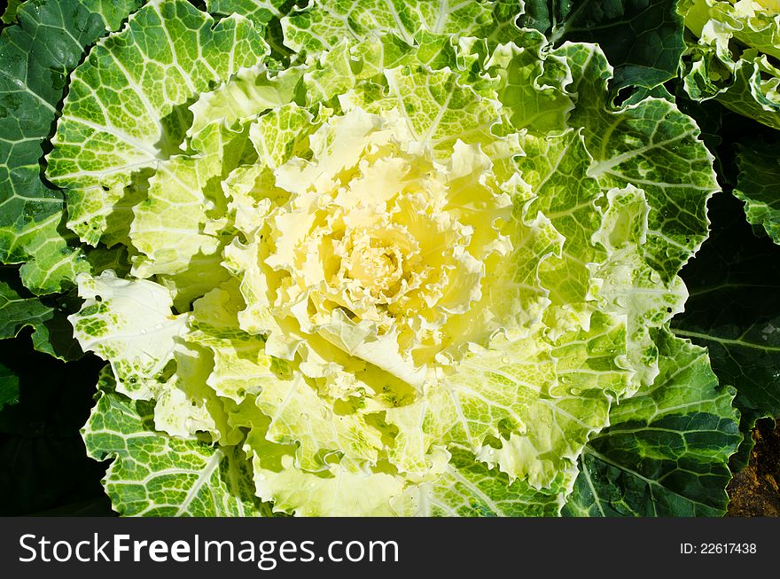 Cabbage White