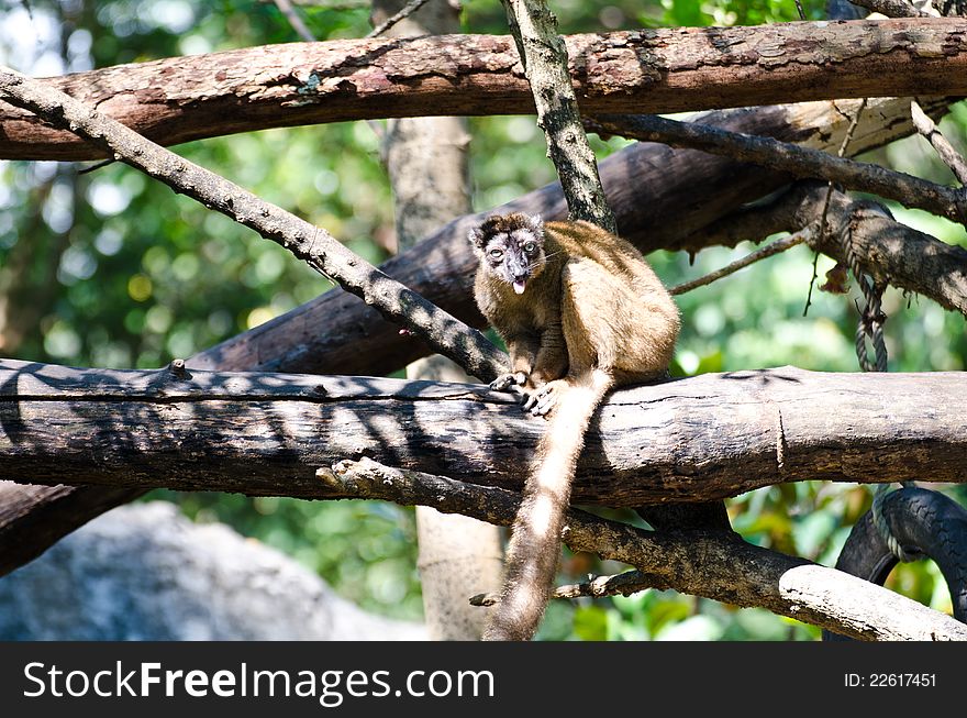 Lemuriformes monkeys.