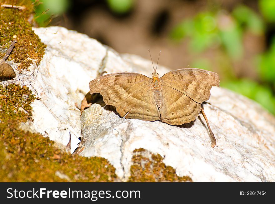 Brown butterfly on a stone.