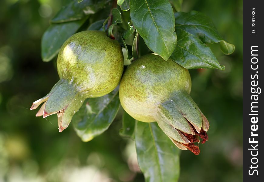 Immature fruit and pomegranate tree