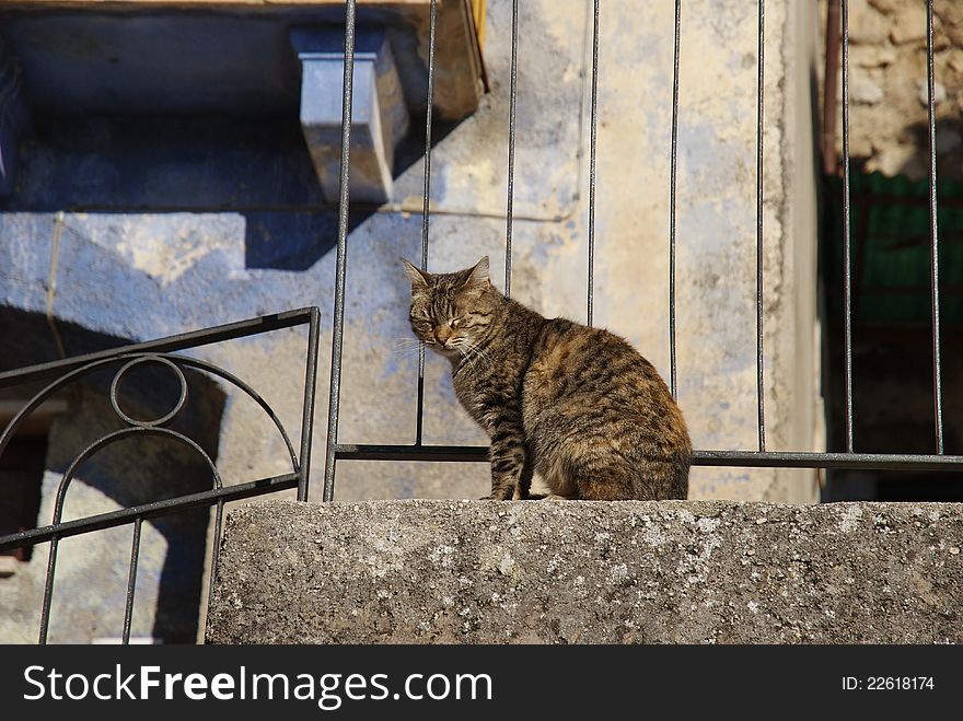 Roccacasale, beautiful and ancient village in the park of Majella near Sulmona, Abruzzi region. Winter sunny day and snapshot over a blinded cat taking the sun. Roccacasale, beautiful and ancient village in the park of Majella near Sulmona, Abruzzi region. Winter sunny day and snapshot over a blinded cat taking the sun