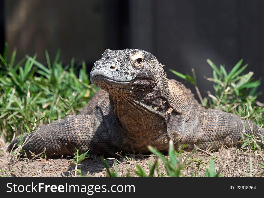 Komodo Dragon in National Zoo - Smithsonian Institution in Washington D.C.