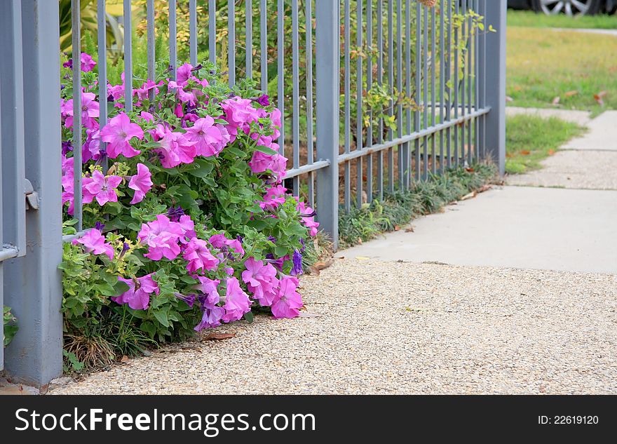 It is some of flowers growing beside road.