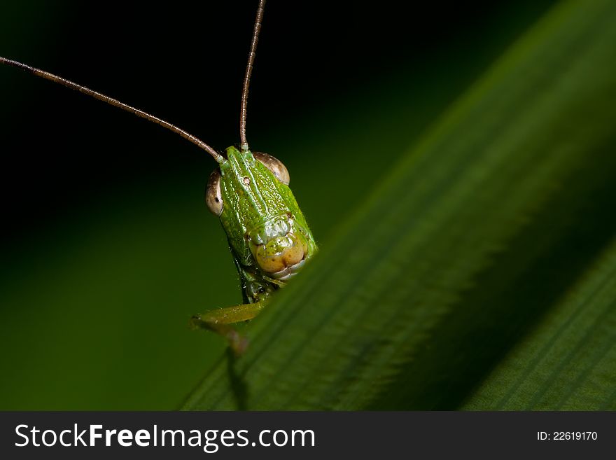 A grasshopper captured at night