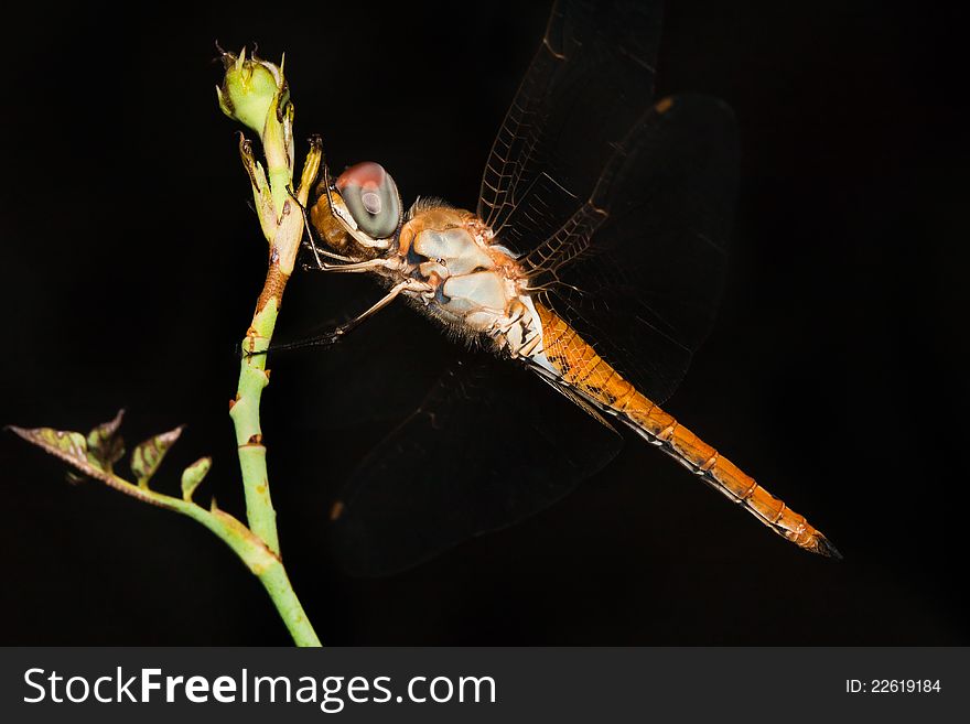 A dragonfly captured at night