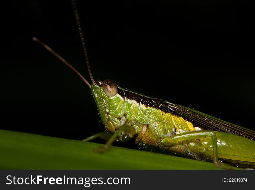 A grasshopper captured at night