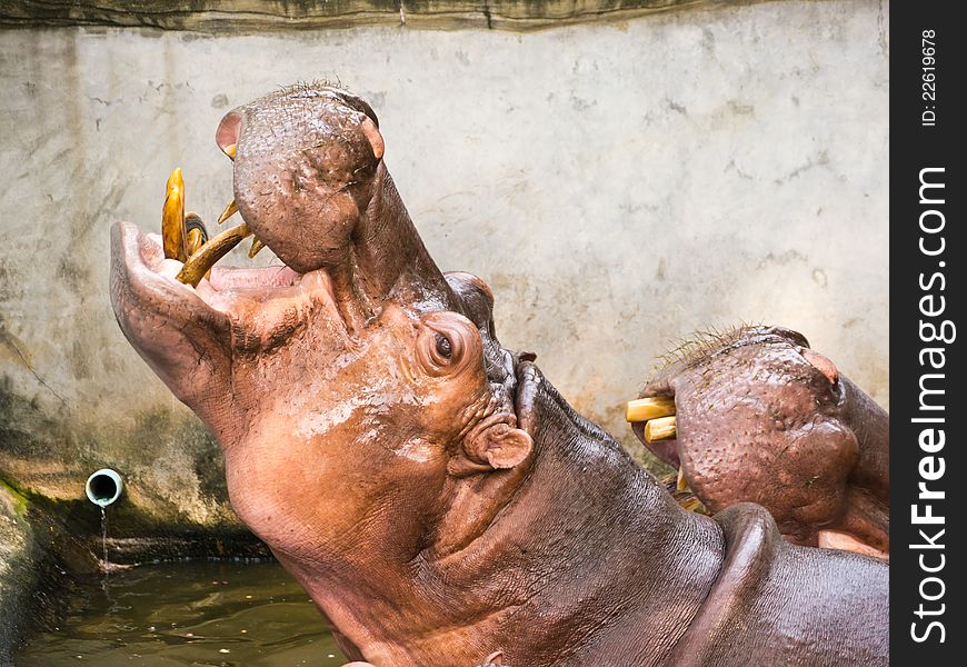 Feeding Hippopotamus in zoo, Thailand