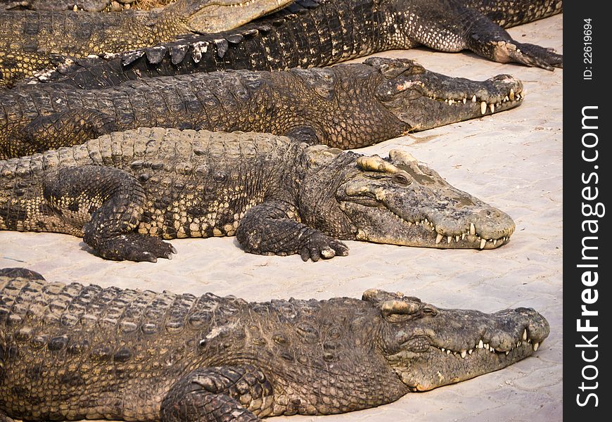 Crocodiles lay on the ground in farm, Thailand