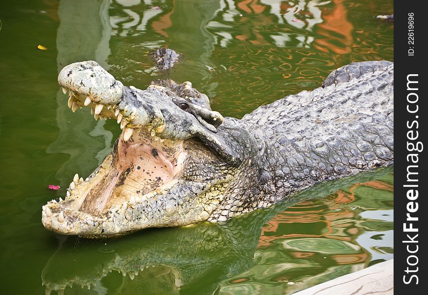 Crocodile open mount for feeding in pond, Thailand