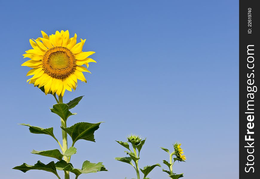 Sunflower in field with blue sky on background