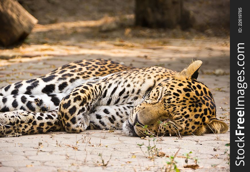 Sleeping leopard on ground in Thailand