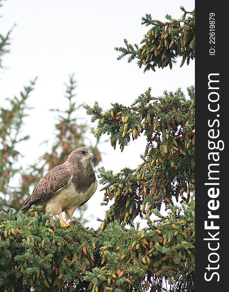 A Swainson's Hawk (Buteo swainsoni) sits on the branch surrounded by pine cones. Notice a mouse under its left feet.