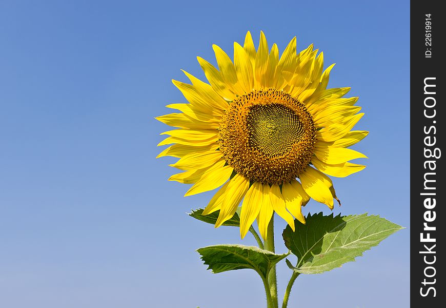 Sunflower in field with blue sky on background
