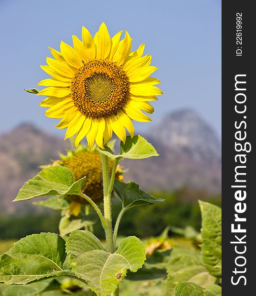 Sunflower and green leaves in field in Thailand