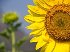 Sunflower Royalty Free Stock Images Sunflower Royalty Free Stock Images