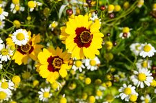 Yellow Flowers Stock Photos Yellow Flowers Stock Photos