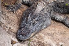 American Alligator Royalty Free Stock Image