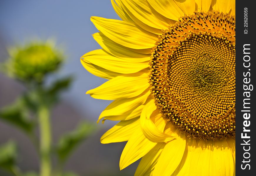 Spore and petal of sunflower close-up