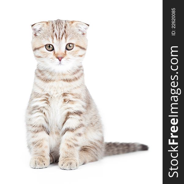 Scottish kitten fold isolated