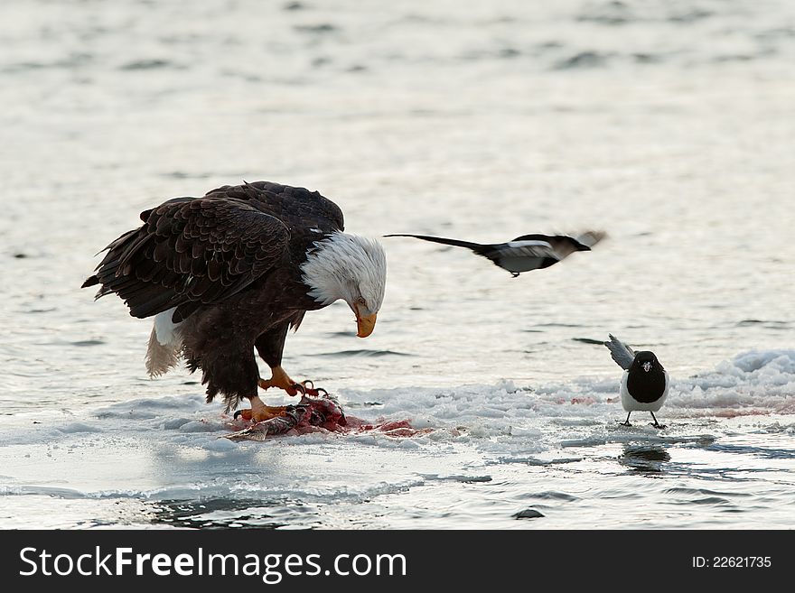 Bald Eagle feeding