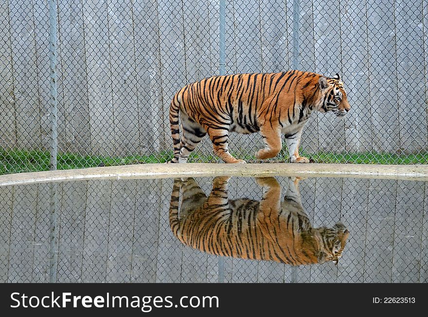 Tiger and its reflection in water. Tiger and its reflection in water