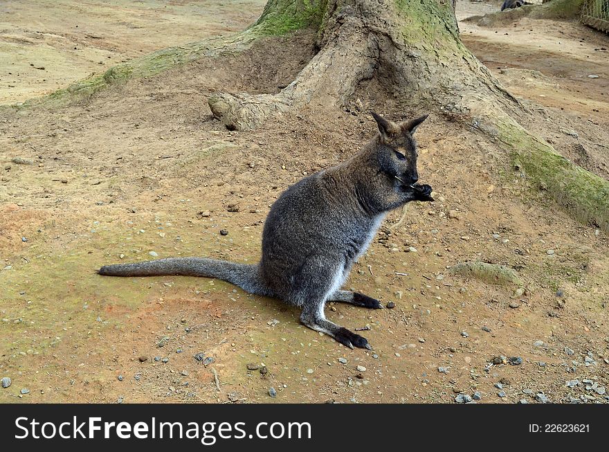 Wallaby holding food in its paws