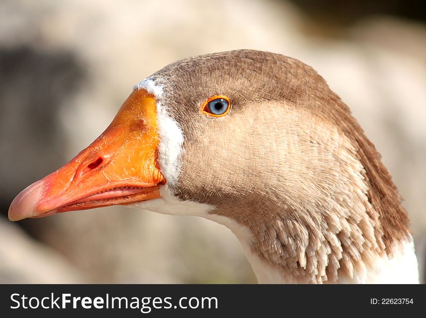 Close-up digital image of a blue-eyed goose. Close-up digital image of a blue-eyed goose.
