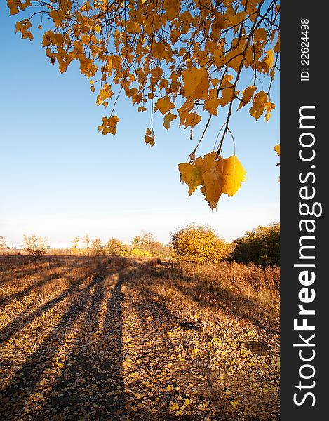 Autumn nature. Long shadows and blue sky