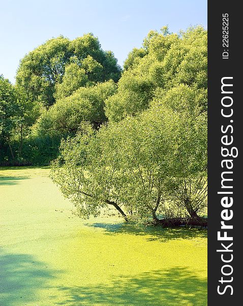 River creek covered with a duckweed. River creek covered with a duckweed