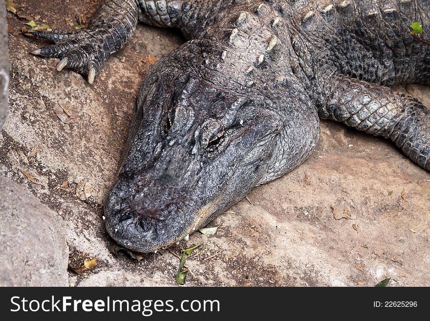 American Alligator closup - Alligator mississippiensis