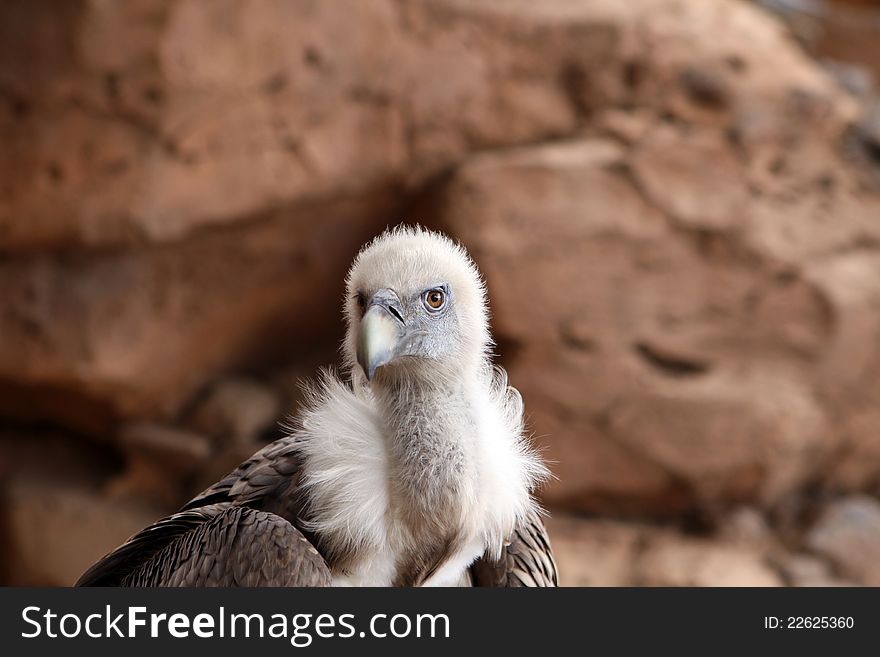 Portrait of a Griffon Vulture - Gyps Fulvus