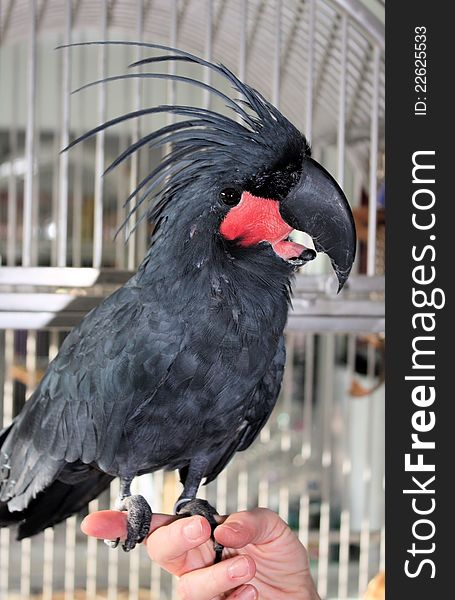 Black Macaw perched on a finger