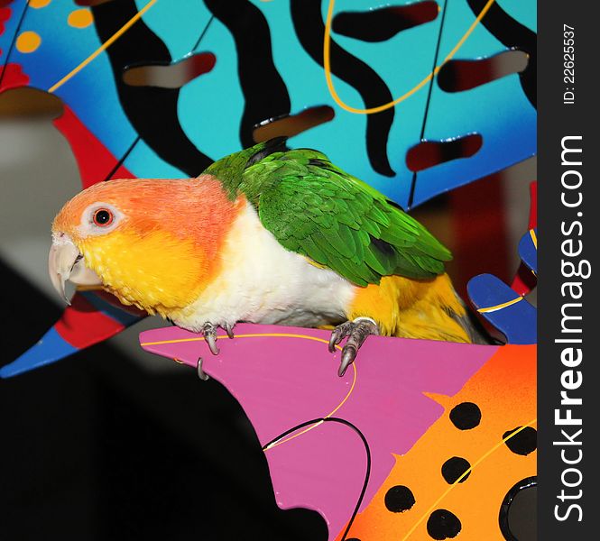 Silly Parrot perched on a piece of art