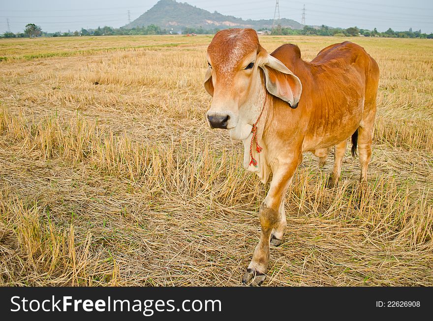 A cow standing in rice field after harvest