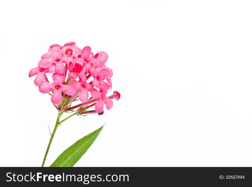 Panama rose flower over white background