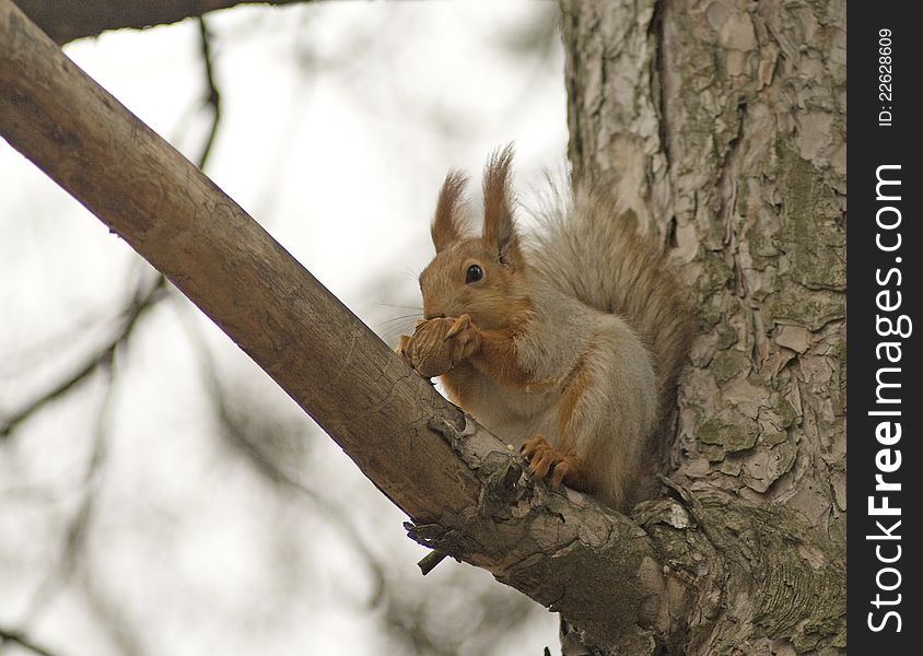 Squirrel in a park on a tree. Squirrel in a park on a tree.