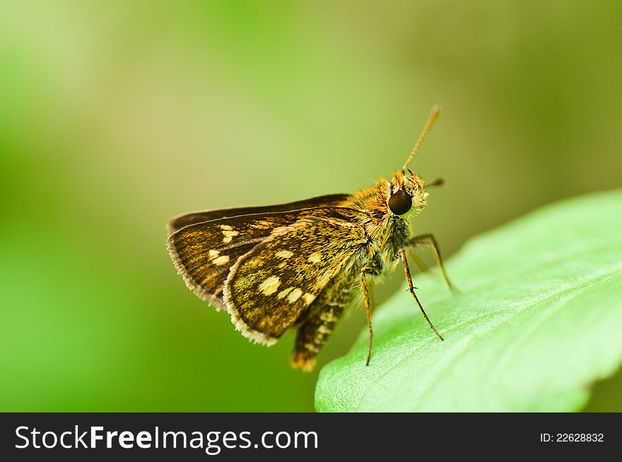 Hesperiidae skipper butterfly on green leaf